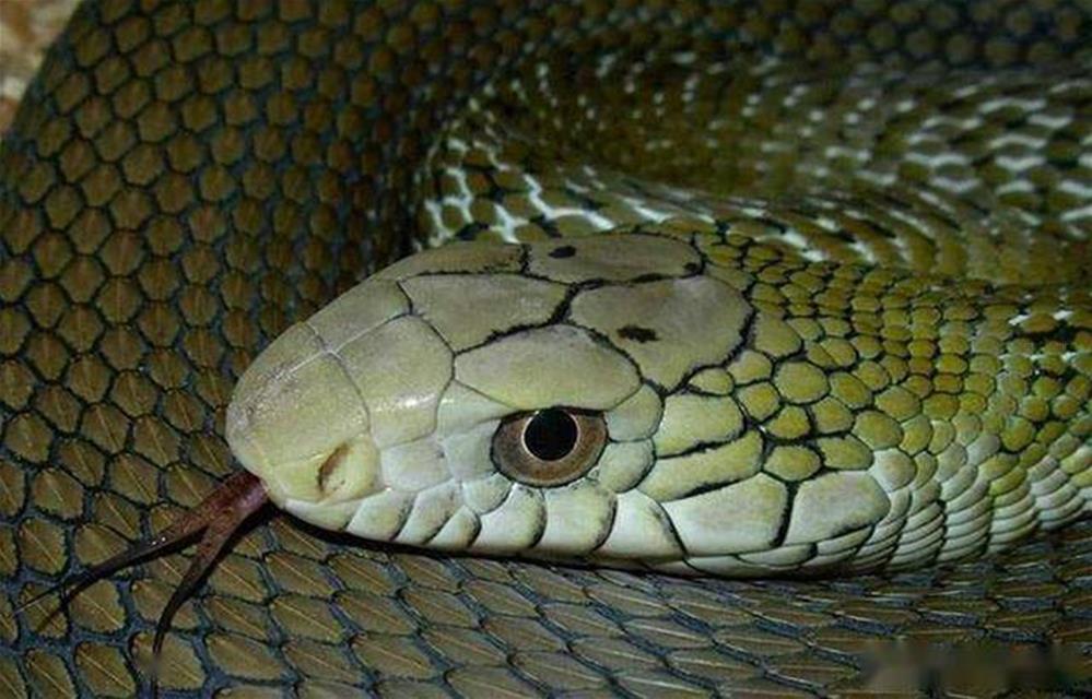 蛇獴vs眼镜王蛇图片